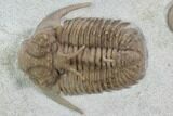 Hoplolichoides Trilobite With Cystoids - Russia #99197-2